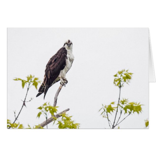 Staring Osprey (Voorkant Horizontaal)