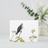 Staring Osprey Briefkaart (Staand voorkant)