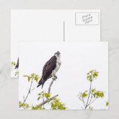 Staring Osprey Briefkaart (Voorkant / Achterkant)