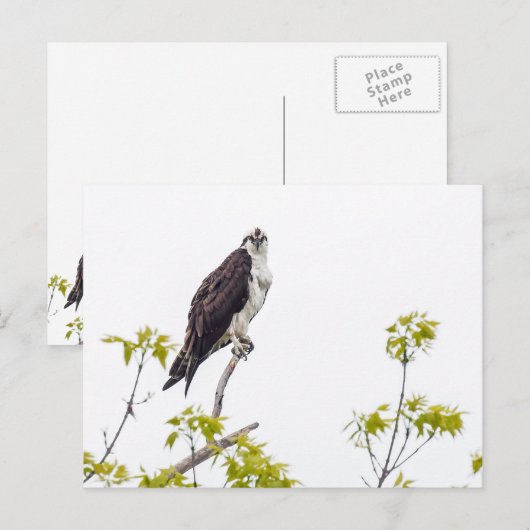Staring Osprey Briefkaart (Voorkant / Achterkant)