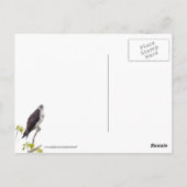 Staring Osprey Briefkaart (Achterkant)