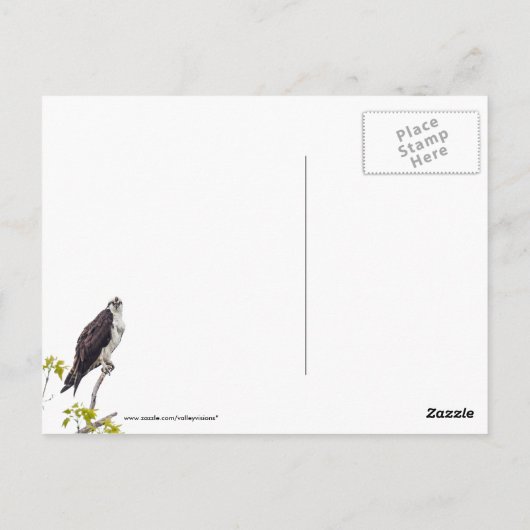 Staring Osprey Briefkaart (Achterkant)