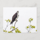Staring Osprey Briefkaart (Voorkant)
