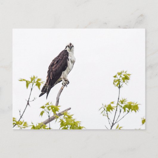 Staring Osprey Briefkaart (Voorkant)