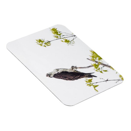 Staring Osprey Magneet (Rechterzijde)