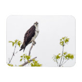 Staring Osprey Magneet (Horizontaal)