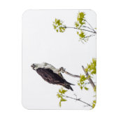 Staring Osprey Magneet (Verticaal)