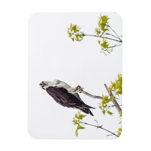 Staring Osprey Magneet (Verticaal)