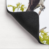 Staring Osprey Muismat (Hoek)