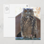 Staring owl briefkaart (Voorkant / Achterkant)