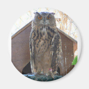 Staring owl magneet