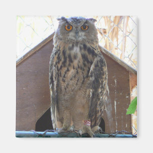 Staring owl magneet