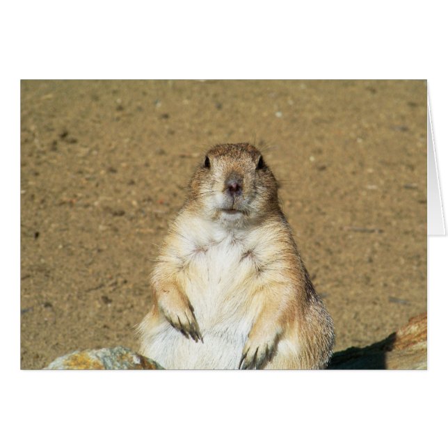 Staring Prairie Dog Blank Card (Voorkant Horizontaal)