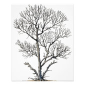 Stark Beauty: Zwart-wit Tree Wall Art Foto Afdruk (Voorkant)