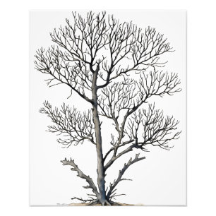 Stark Beauty: Zwart-wit Tree Wall Art Foto Afdruk