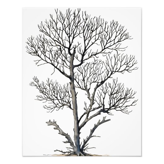 Stark Beauty: Zwart-wit Tree Wall Art Foto Afdruk (Voorkant)