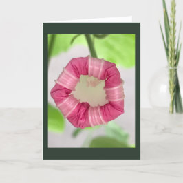 Starlight Mint Morning Glory Blank Kaart