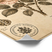 Starlight Rose Victoriaans Botanisch Museumprint Poster (Hoek)