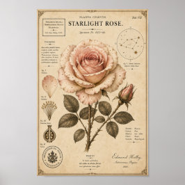 Starlight Rose Victoriaans Botanisch Museumprint Poster