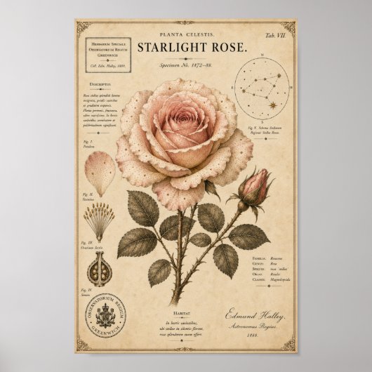 Starlight Rose Victoriaans Botanisch Museumprint Poster (Voorkant)