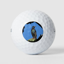 Starling and Saguaro Cactus Photo Southwest Golfballen