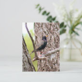Starling Bird Foto Briefkaart (Staand voorkant)