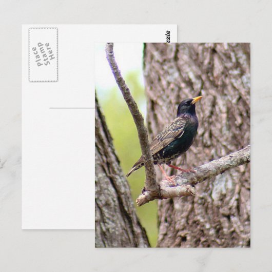 Starling Bird Foto Briefkaart (Voorkant / Achterkant)