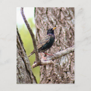 Starling Bird Foto Briefkaart