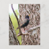 Starling Bird Foto Briefkaart (Voorkant)