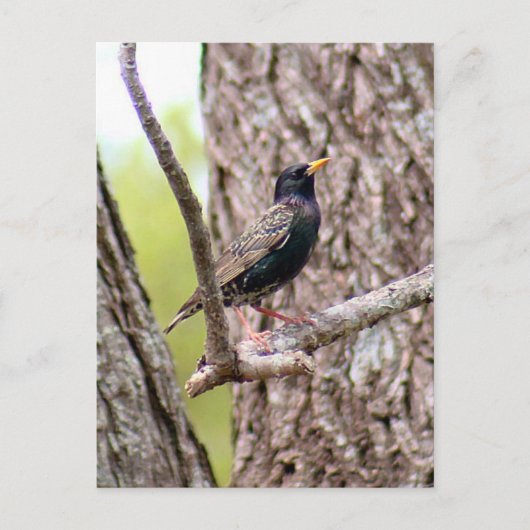Starling Bird Foto Briefkaart (Voorkant)