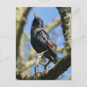 Starling in de zon DIY Briefkaart