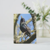 Starling in de zon DIY Briefkaart (Staand voorkant)