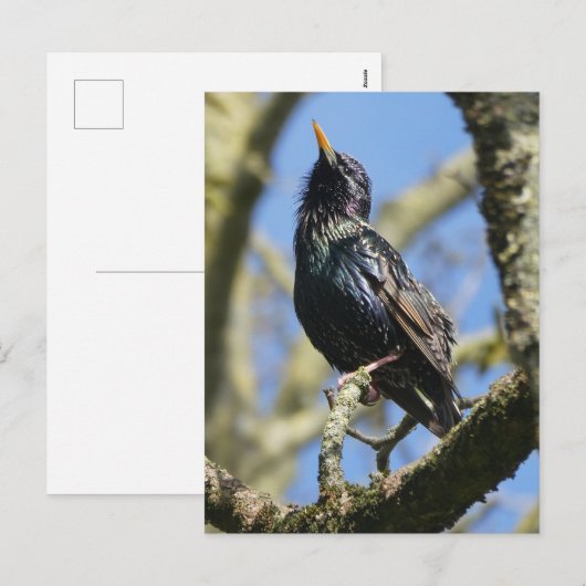 Starling in de zon DIY Briefkaart (Voorkant / Achterkant)