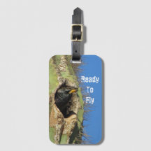 Starling in Saguaro Cactus Photo Southwest Bird