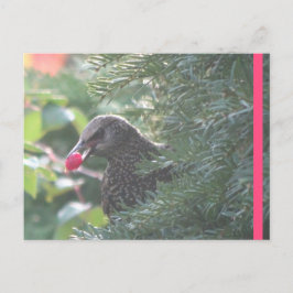 Starling in Yew Tree DIY Briefkaart