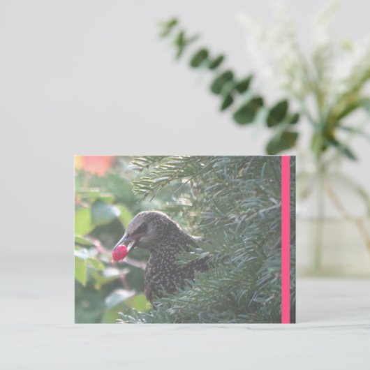 Starling in Yew Tree DIY Briefkaart (Staand voorkant)