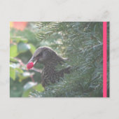 Starling in Yew Tree DIY Briefkaart (Voorkant)