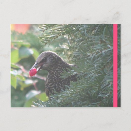 Starling in Yew Tree DIY Briefkaart (Voorkant)