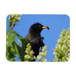 Starling op Lilacs Magnet Magneet