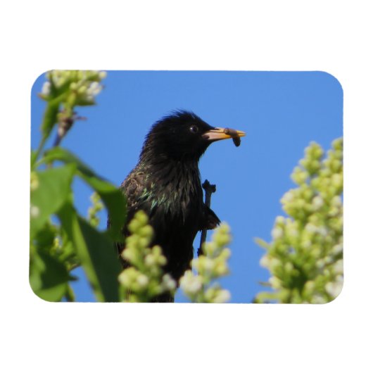 Starling op Lilacs Magnet Magneet (Horizontaal)