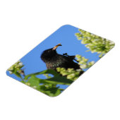Starling op Lilacs Magnet Magneet (Linkerzijde)