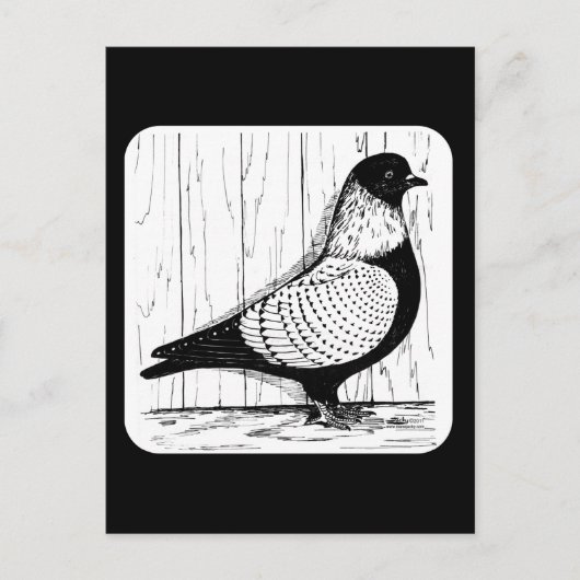 Starling Pigeon Silver-laced 1979 Briefkaart (Voorkant)