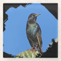 Starling Saguaro Cactus Beauful Southwest Bird