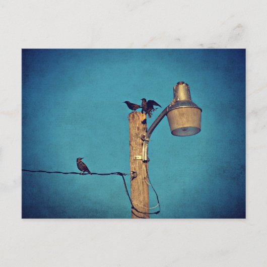 Starlings Briefkaart (Voorkant)