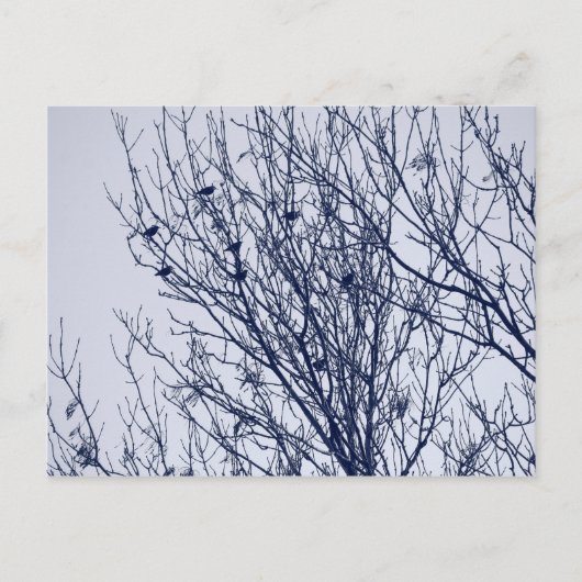 Starlings in een boom briefkaart (Voorkant)