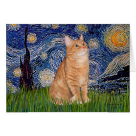 Starnacht - Oranje Tabby 46