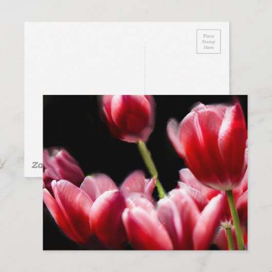 STARRED PINK TULIPS BRIEFKAART (Voorkant / Achterkant)