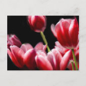 STARRED PINK TULIPS BRIEFKAART (Voorkant)