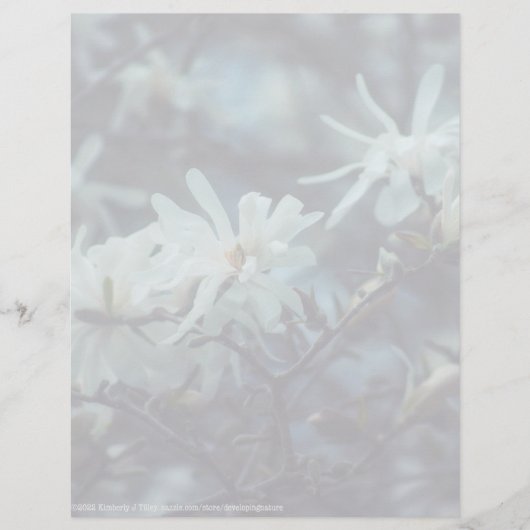 Starry Magnolia 3172 (Voorkant)