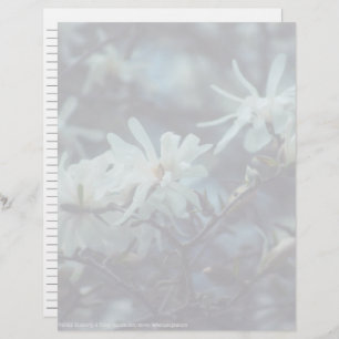 Starry Magnolia 3172